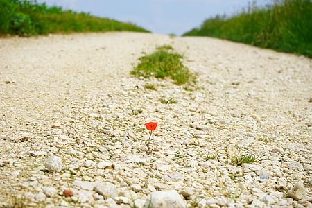red flowers thumbnail