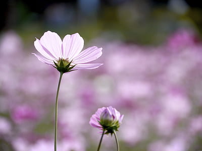 pink cosmos flowers thumbnail