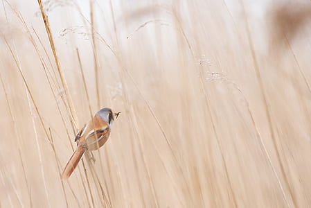 brown and grey bird perched near brown grass thumbnail