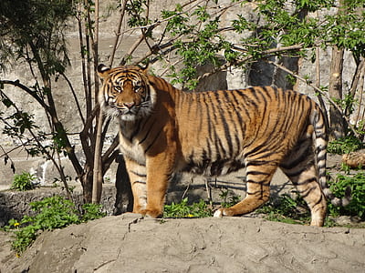 brown tiger standing on rock thumbnail