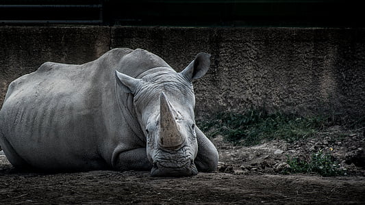 macros shot photography of rhino thumbnail