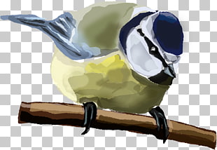 Bird House Sparrow Thrush Eurasian Blue Tit Blue Bird Png Clipart