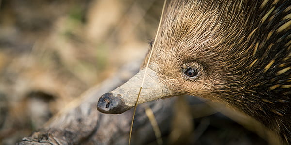 selective focus of hedgehog during daytime thumbnail