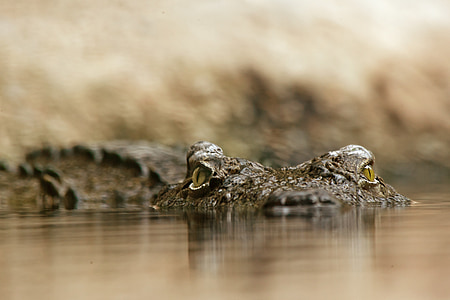 selective photography of crocodile thumbnail