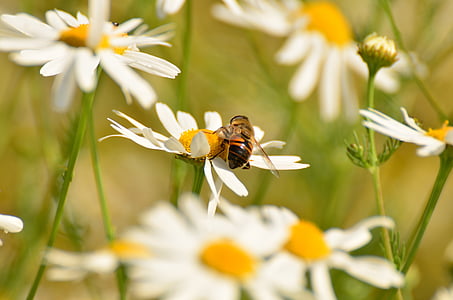 selective focus of orange bee perching on white daisy flower thumbnail