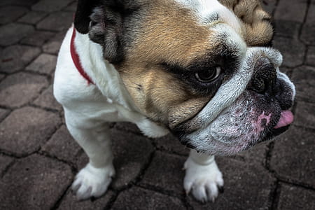 close-up photo of adult white and brown English bulldog thumbnail