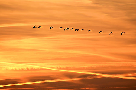 flock of birds flying under the clouds during golden hour thumbnail