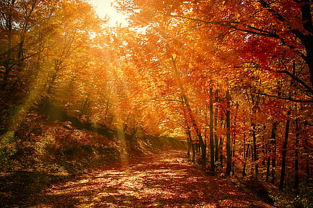 pathway between trees thumbnail