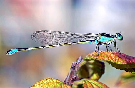 black and blue dragonfly on green leaf thumbnail