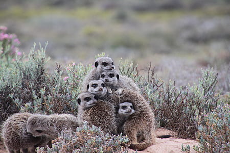 photo of group of lemurs thumbnail