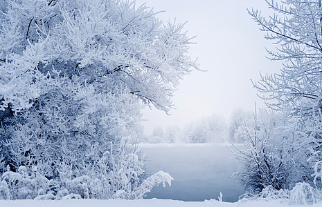 trees covered with snow thumbnail