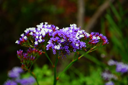 white and purple flowering plants thumbnail