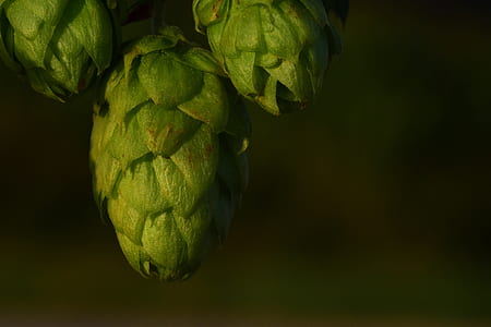 three green hops close-up photography thumbnail