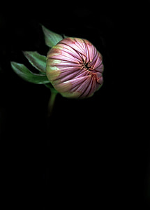 selective focus photography of pink Chrysanthemum flower bud thumbnail