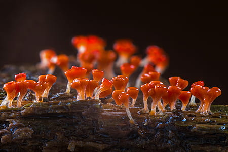 selective focus photography of orange mushrooms thumbnail
