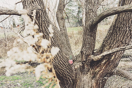 wood, landscape, nature, dry thumbnail