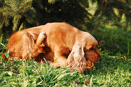 adult brown Spaniel lying on grass ground thumbnail