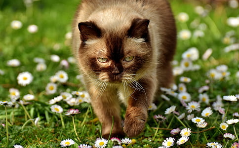 long-coated brown cat thumbnail
