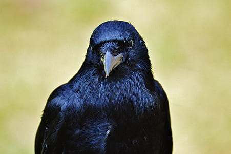 black crow thumbnail