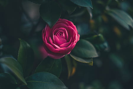 pink petaled flower thumbnail