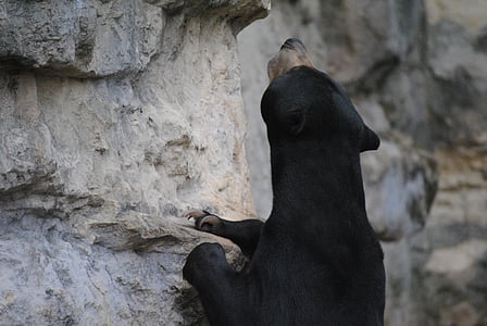 animal climbing stone thumbnail