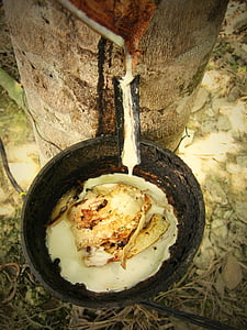 brown rubber tree thumbnail