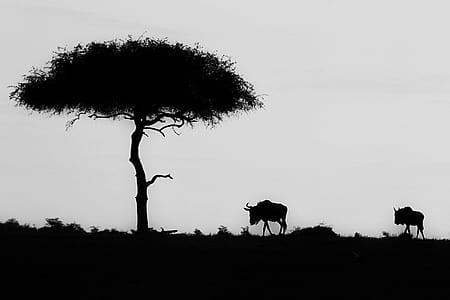 silhouette of two animals near tree thumbnail