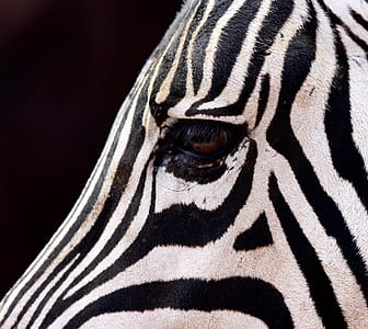 macro photography of zebra thumbnail