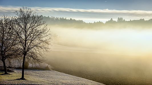 trees during day time thumbnail