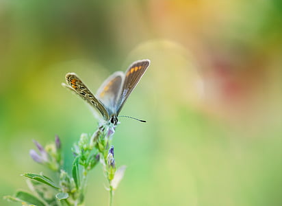 selective photo of summer azure butterfly thumbnail