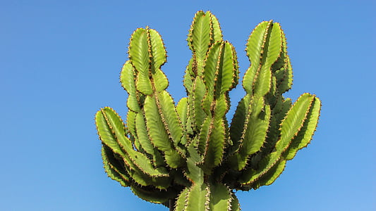 cactus plant photography thumbnail
