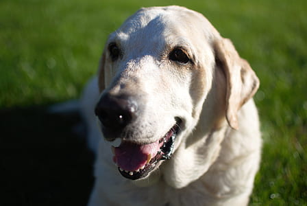short-coated white dog thumbnail