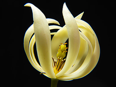 close up photo green petaled flower thumbnail