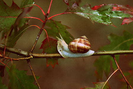 snail on plant branch thumbnail