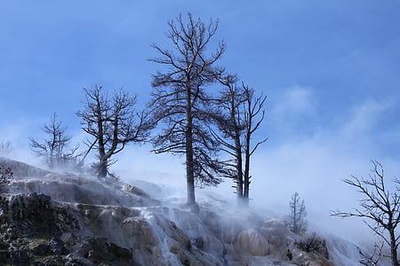 five bare trees during daytime thumbnail