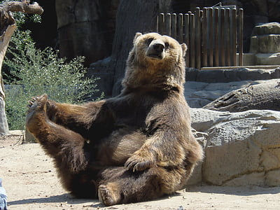 brown bear sitting beside gray rock during daytime thumbnail