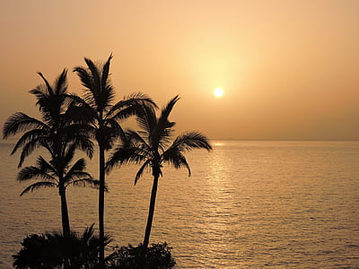 silhouette photo of trees near beach thumbnail