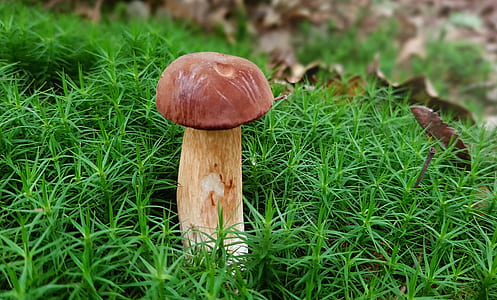 brown mushroom planted in green grass thumbnail