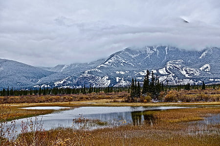 calm body of water and pine trees thumbnail