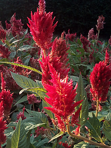 Flower Crest Chicken, Red Flowers thumbnail