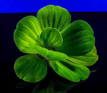 green flower thumbnail
