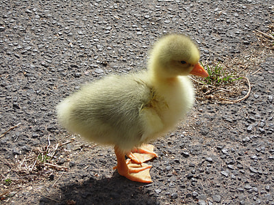 yellow ducklings on outdoors thumbnail