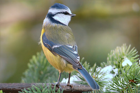 small white, black and yellow bird on tree branch thumbnail