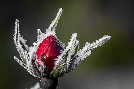 close-up photo of red flower bud with snow thumbnail