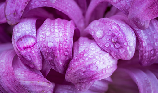 water drops on purple petaled flower thumbnail
