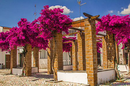 brown bricked wall building with pink petaled flowers during daytime thumbnail