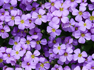 Purple Primrose flowers at daytime thumbnail