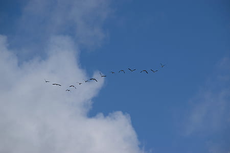 Flock of Birds Flying thumbnail