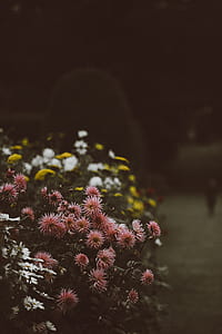 pink and white flowers thumbnail