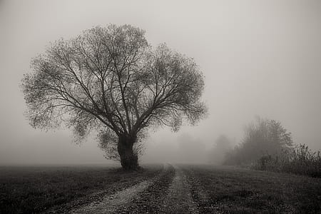 grayscale photo of tree next to road with fogs thumbnail